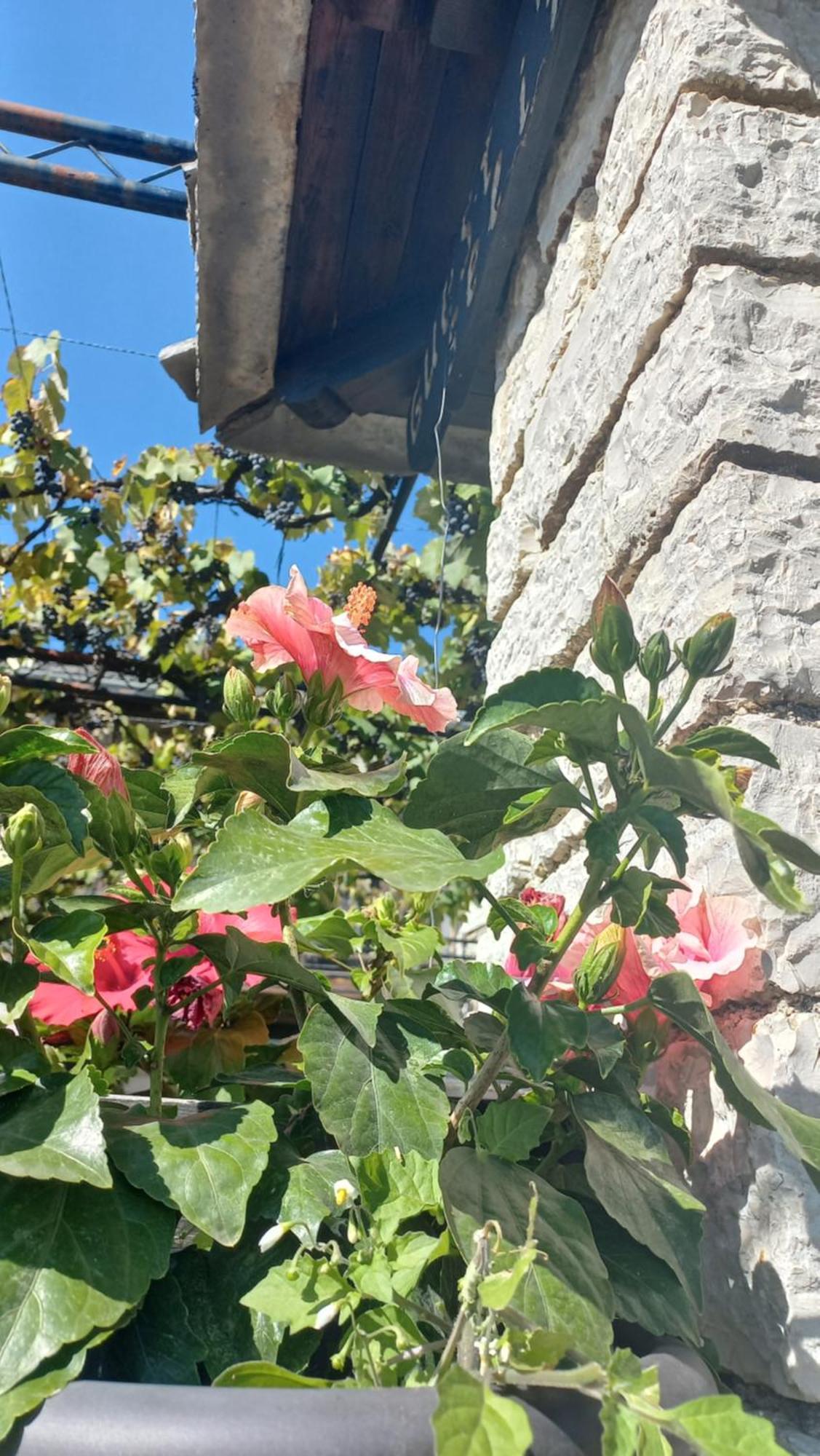 Guesthouse Selini Vitsa Eksteriør billede